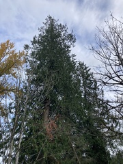 Thuja plicata