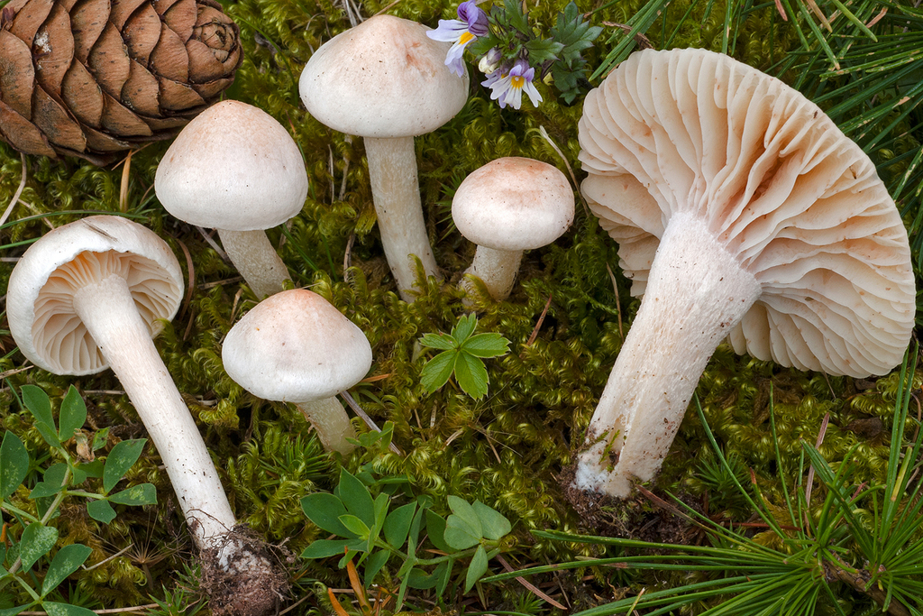 Hygrophorus queletii