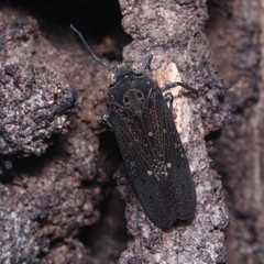 Calyptoproctina