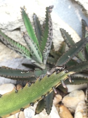 Nehalennia pallidula