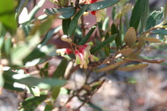 Grevillea aspera