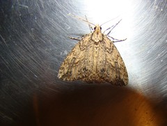 Pseudocoremia rudisata