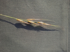 Tristachya biseriata