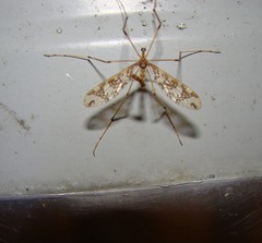 Mischoderus annuliferus