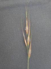 Tristachya biseriata