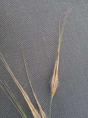 Tristachya biseriata