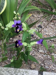 Torenia fournieri