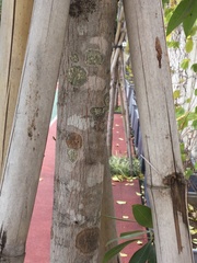 Xanthostemon chrysanthus