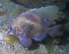 Hutchin's Boarfish photo 3