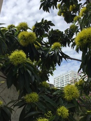 Xanthostemon