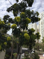 Xanthostemon
