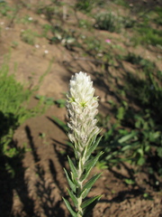 Phylica spicata spicata