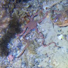 Ophiarachnella ramsayi