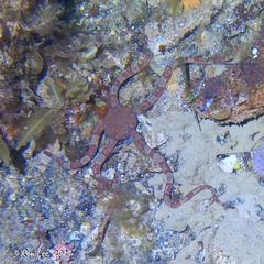 Ophiarachnella ramsayi