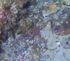 Ophiarachnella ramsayi