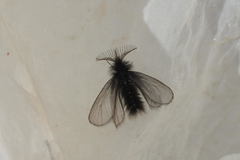 Ptilocephala plumifera