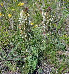 Pedicularis physocalyx