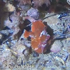 Echinophryne crassispina
