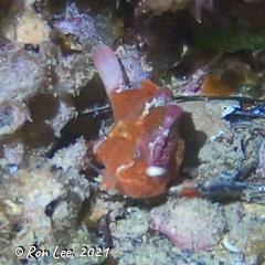 Echinophryne crassispina