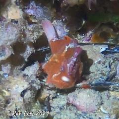 Echinophryne crassispina