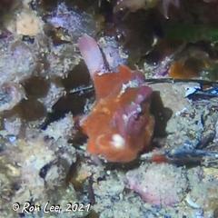 Echinophryne crassispina