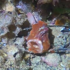 Echinophryne crassispina