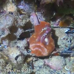 Echinophryne crassispina