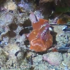 Echinophryne crassispina