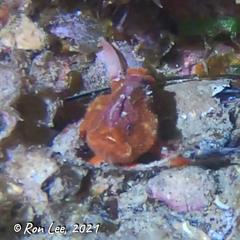 Echinophryne crassispina
