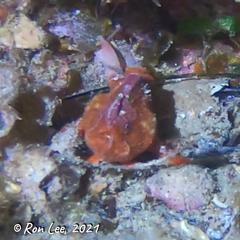 Echinophryne crassispina