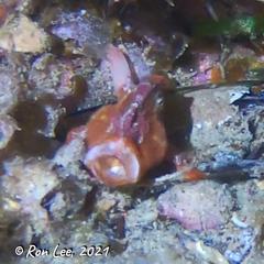 Echinophryne crassispina