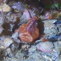 Echinophryne crassispina