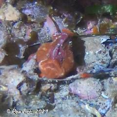 Echinophryne crassispina
