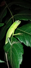 Bronchocela jubata