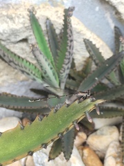 Nehalennia pallidula