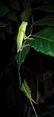 Bronchocela jubata