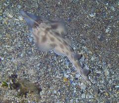 Southern Shovelnose Ray photo 4