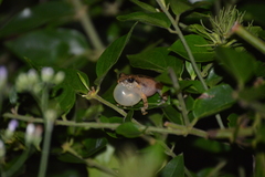 Pseudophilautus popularis