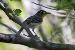 Vireo gundlachii