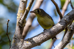 Vireo gundlachii
