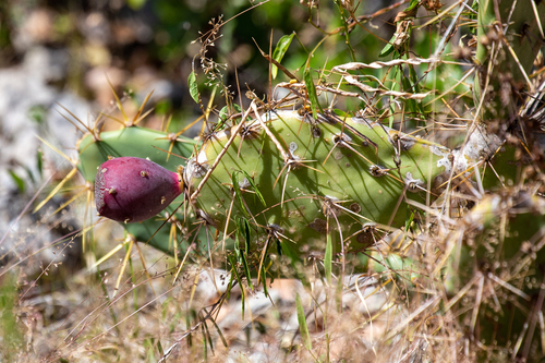 bullsuckers (Opuntia ×cubensis)