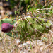 Cuban Pricklypear - Photo (c) Sherry Kirkvold, some rights reserved (CC BY-NC), uploaded by Sherry Kirkvold