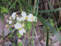 Stylidium spathulatum