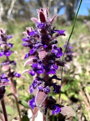 Ajuga australis