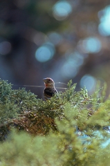 Haemorhous mexicanus amplus