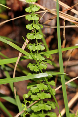 Lindsaea incisa