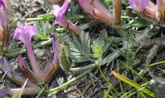 Astragalus arcuatus