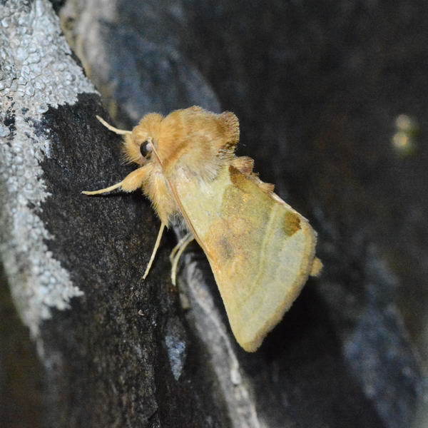 Euchalcia matovi