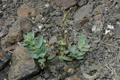 Euphorbia blepharophylla