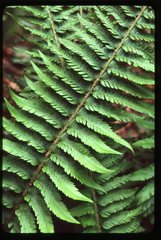 Polystichum californicum × munitum